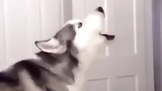 Furry Gay XXX 4
